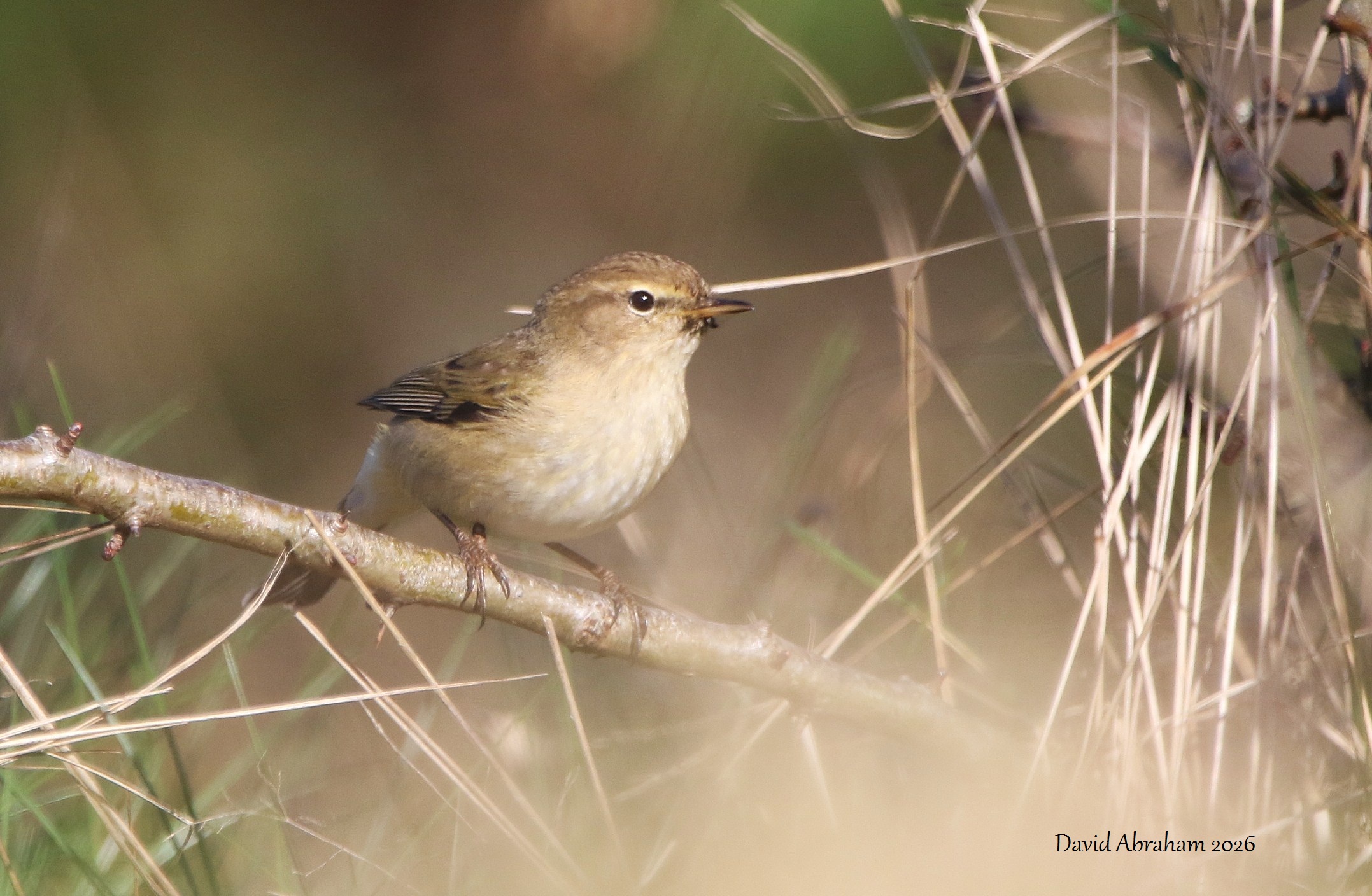 Chiffchaff 