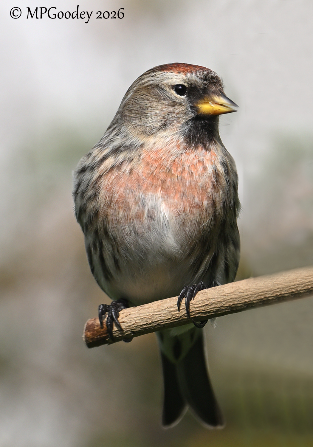 Redpoll