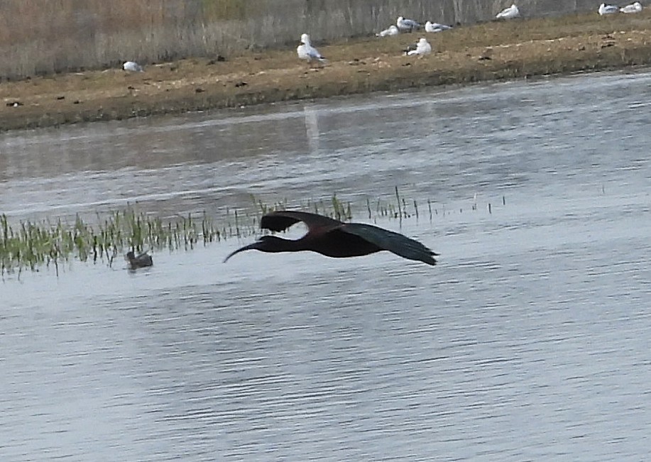 Glossy Ibis