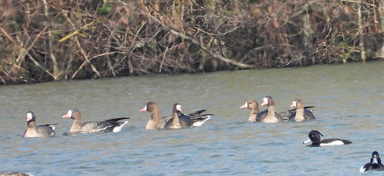 Russian White-fronted Goose