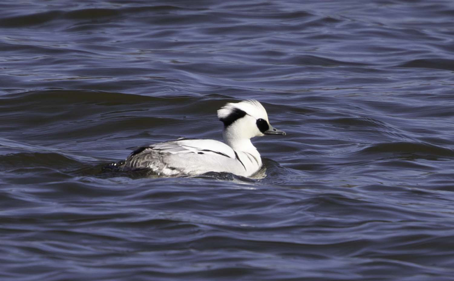 Smew