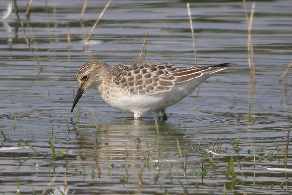 Baird's Sandpiper