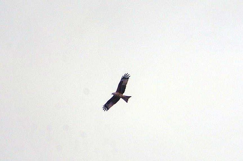 Red Kite