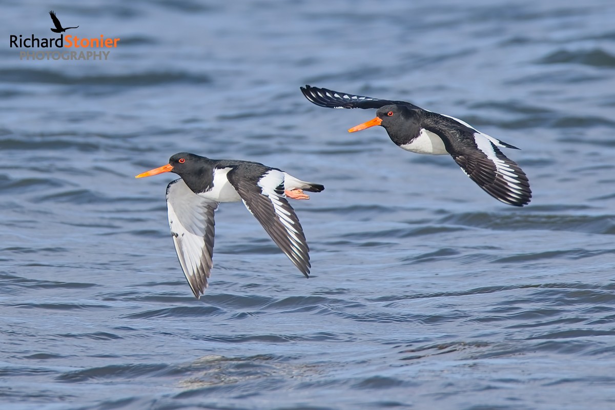 Oystercatcher