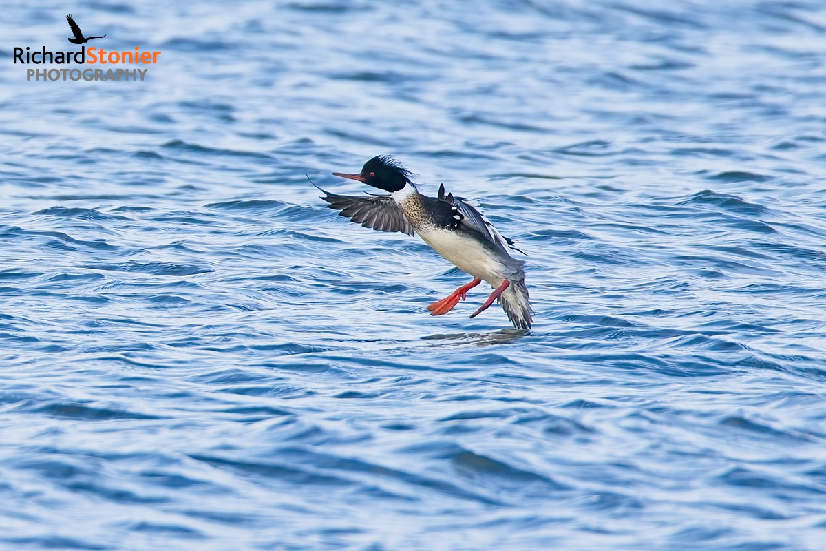Red-breasted Merganser