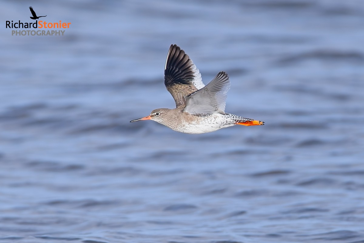 Redshank