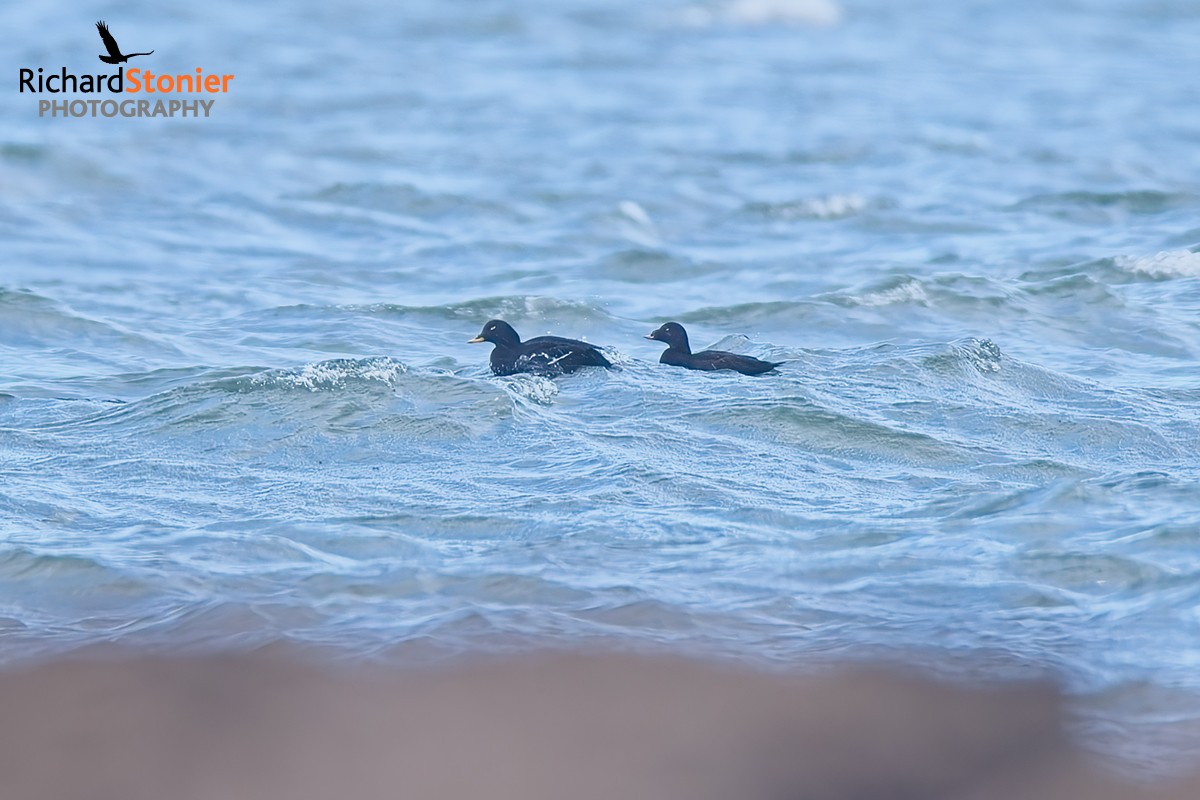 White-winged Scoter