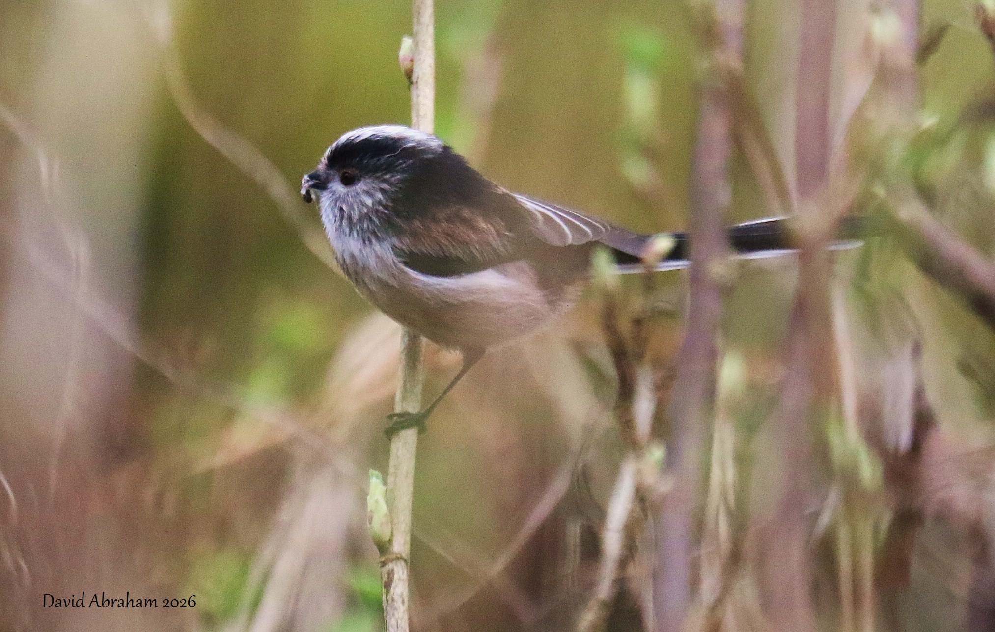 Long-tailed Tit 