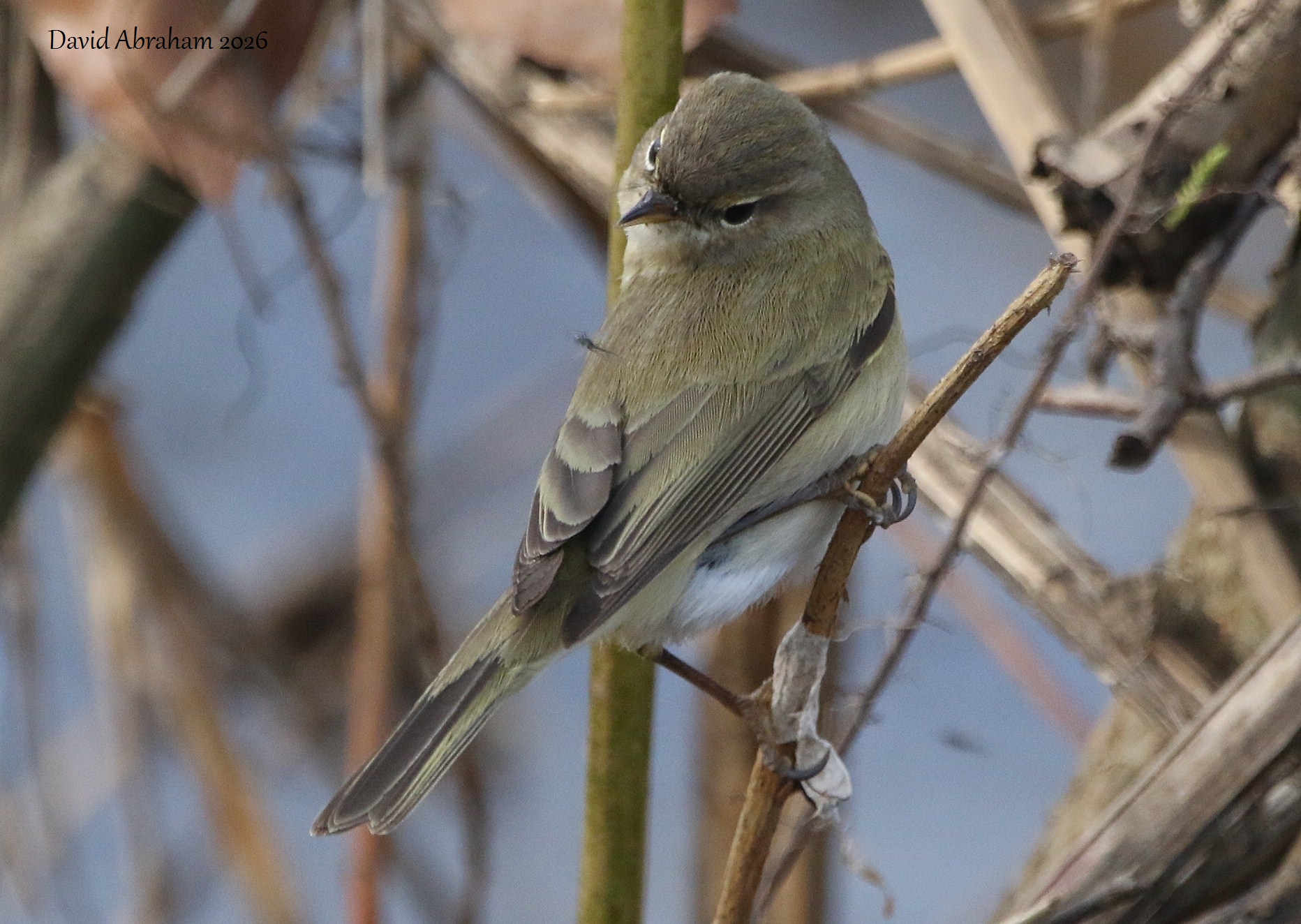 Chiffchaff 