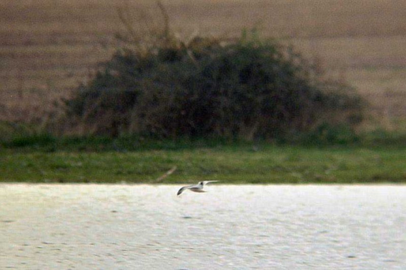 Little Gull