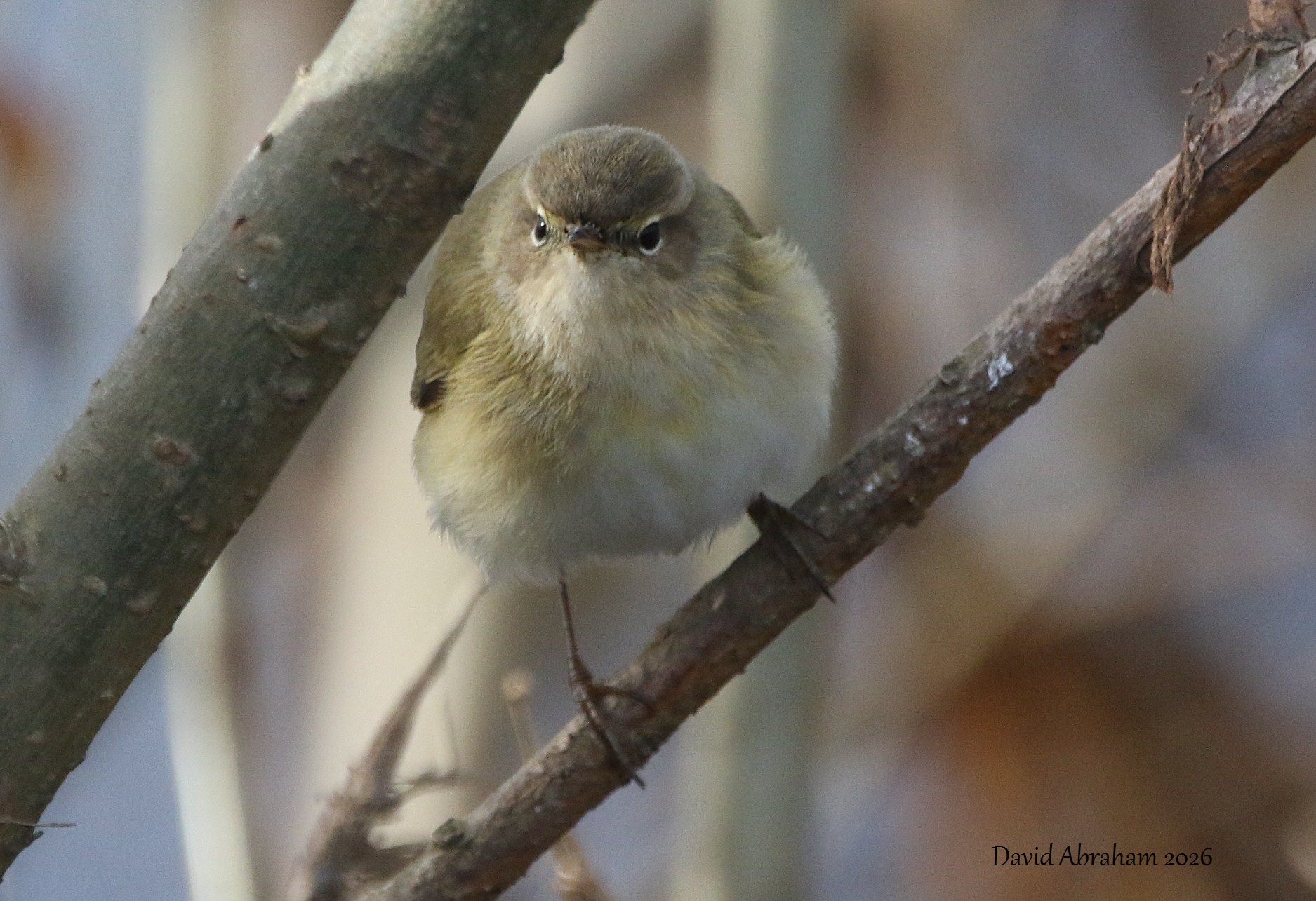 Chiffchaff 