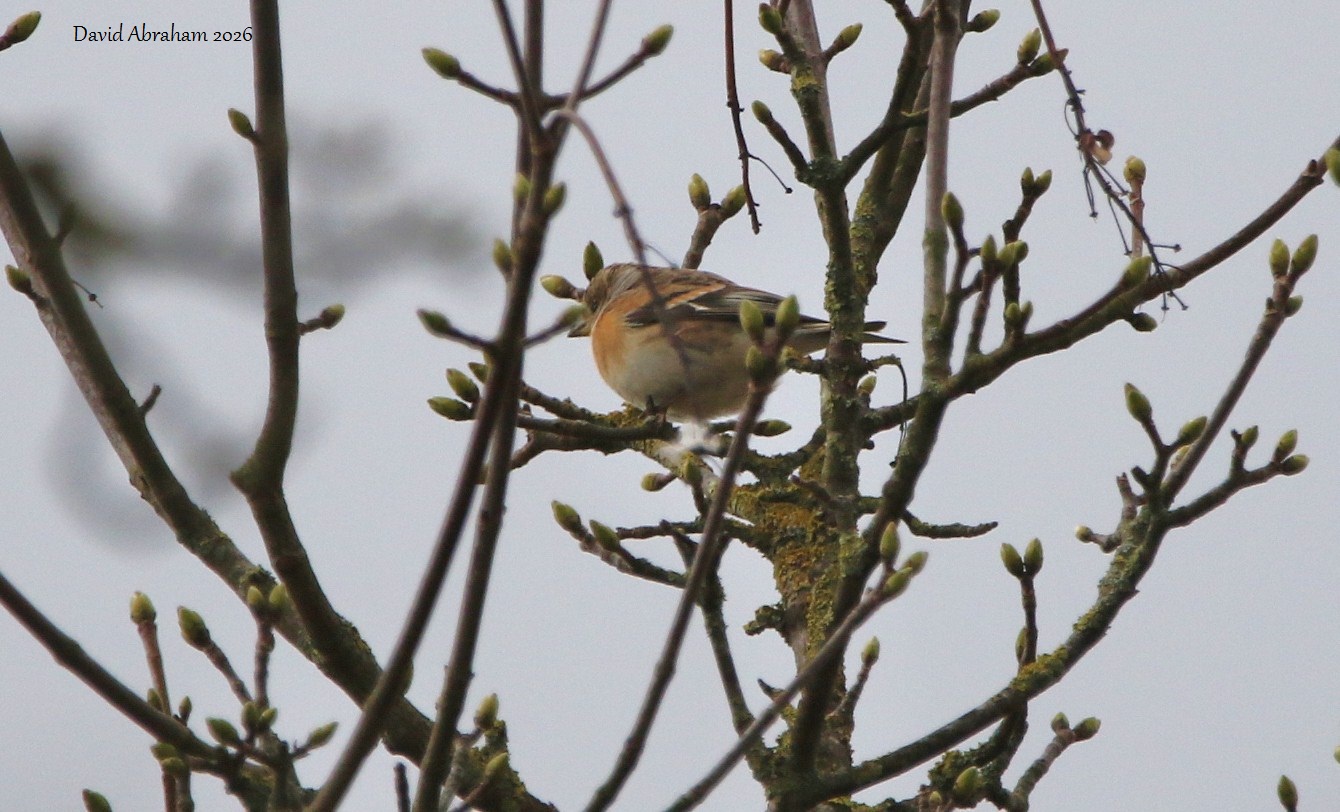 Brambling 