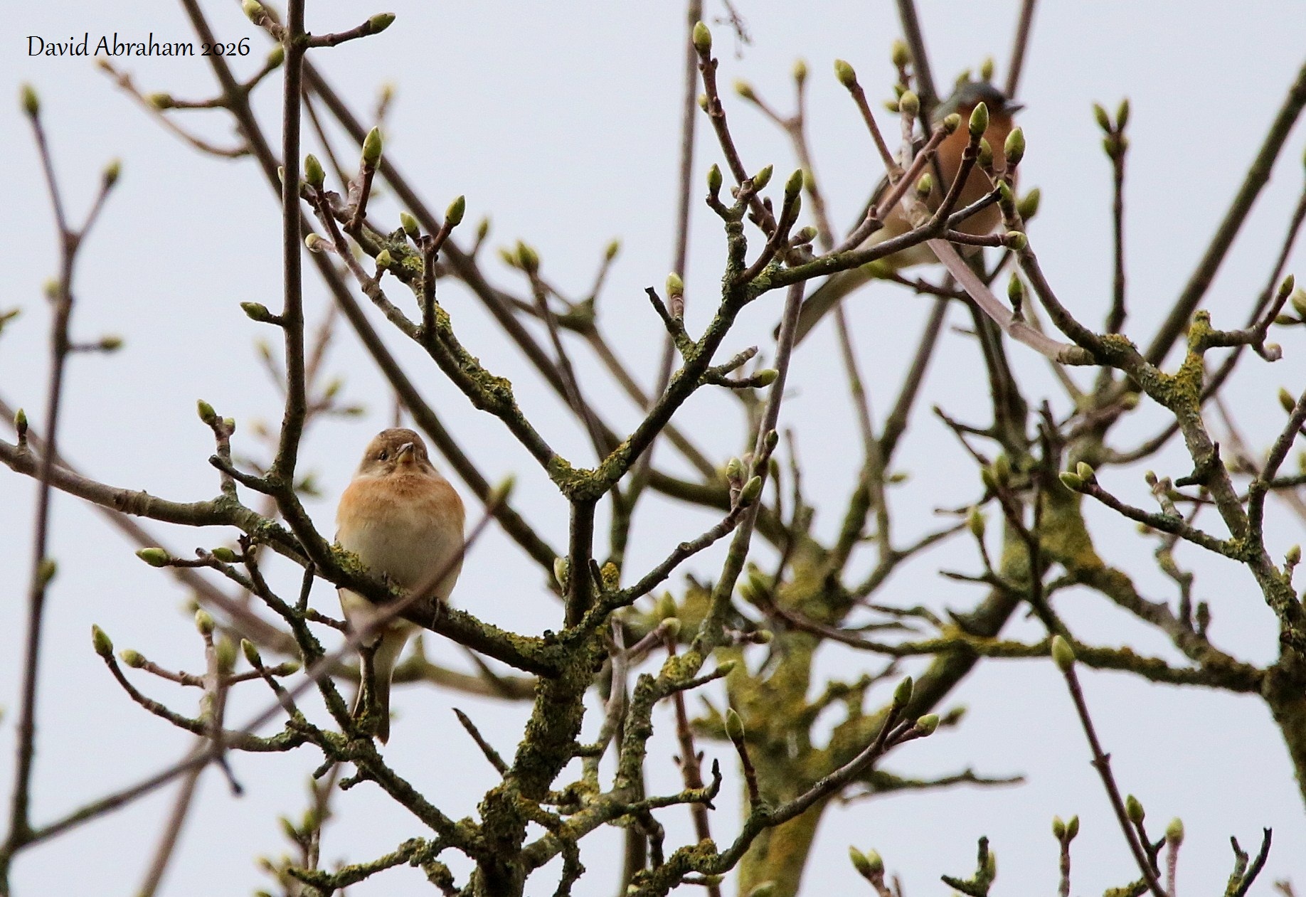 Brambling 