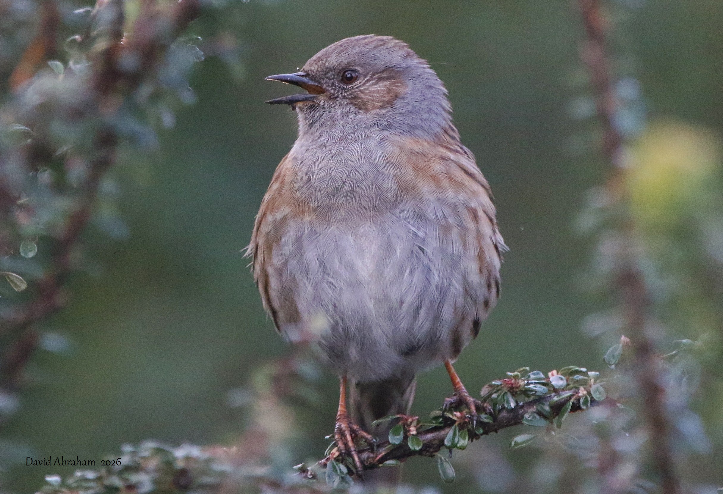 Dunnock 