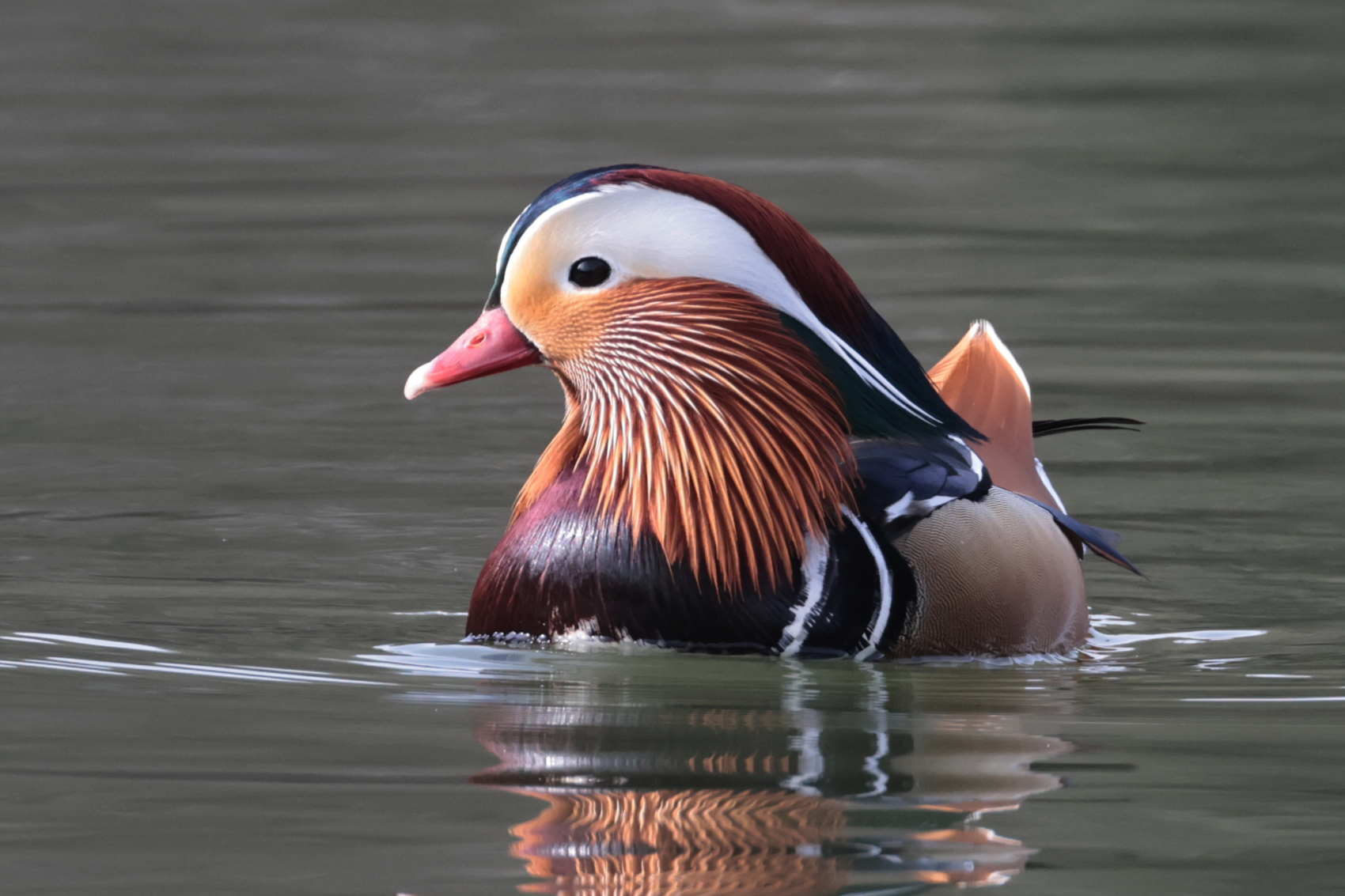 Mandarin Duck