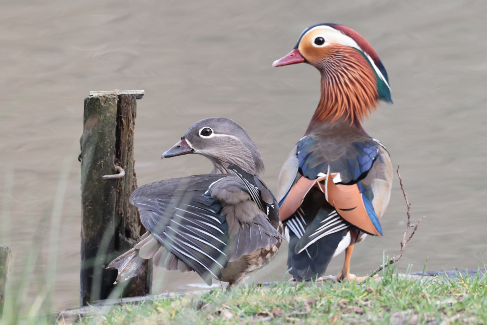 Mandarin Duck
