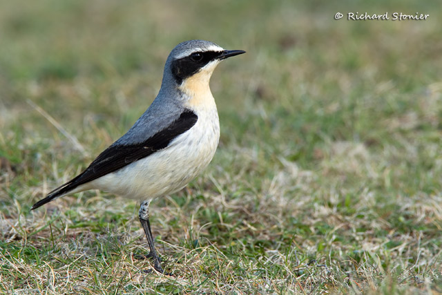 Wheatear