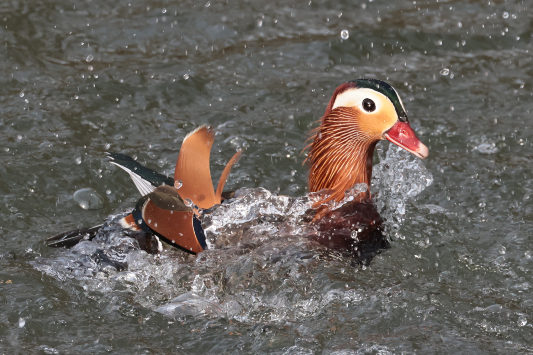 Mandarin Duck