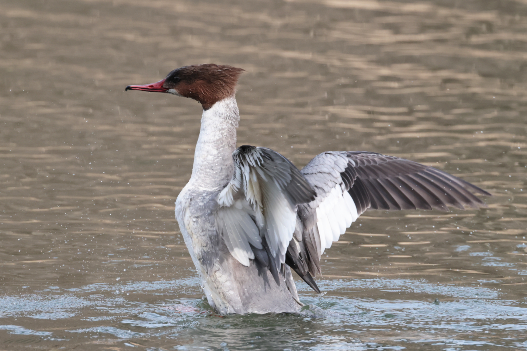 Goosander