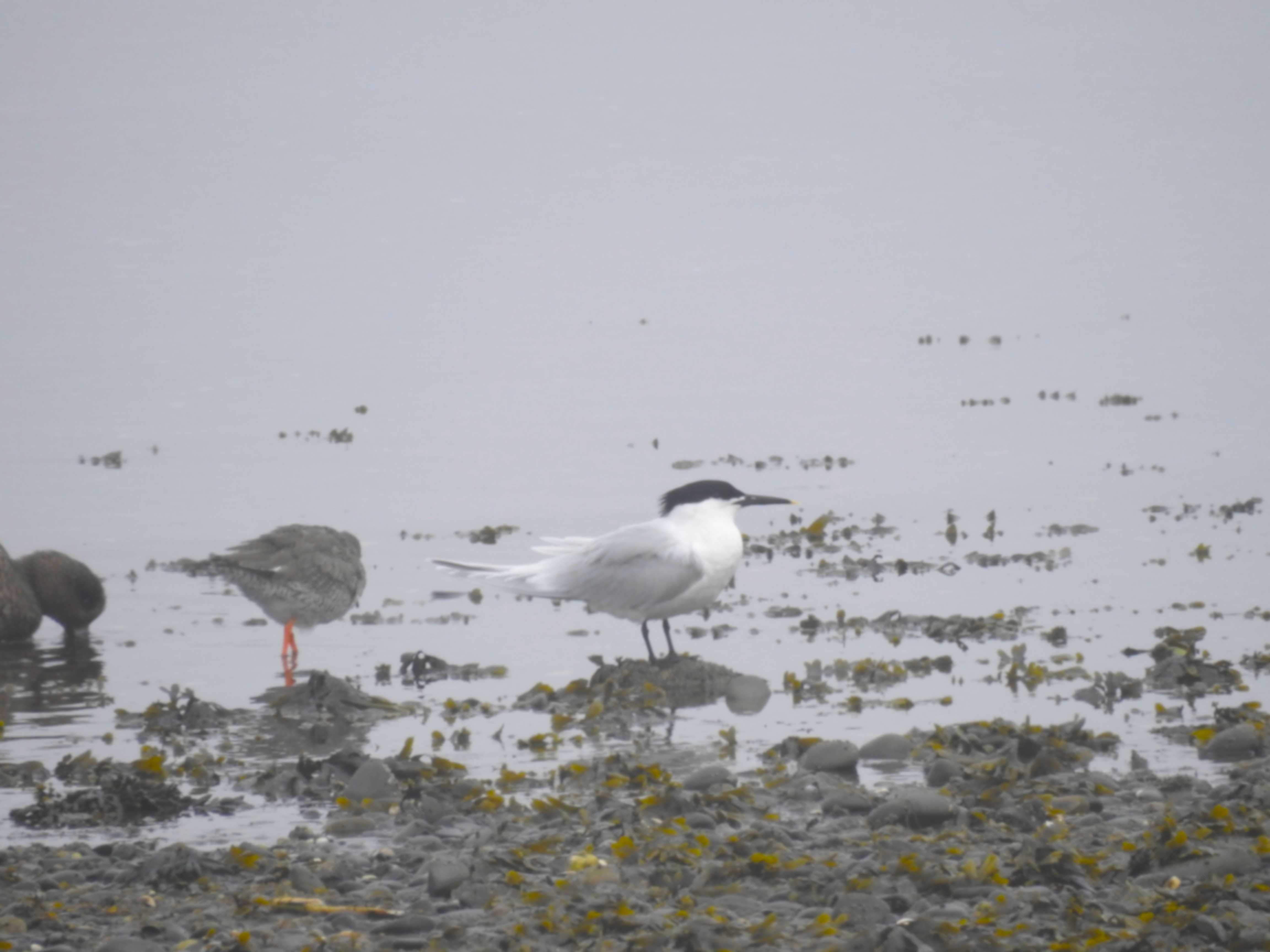 Sandwich Tern