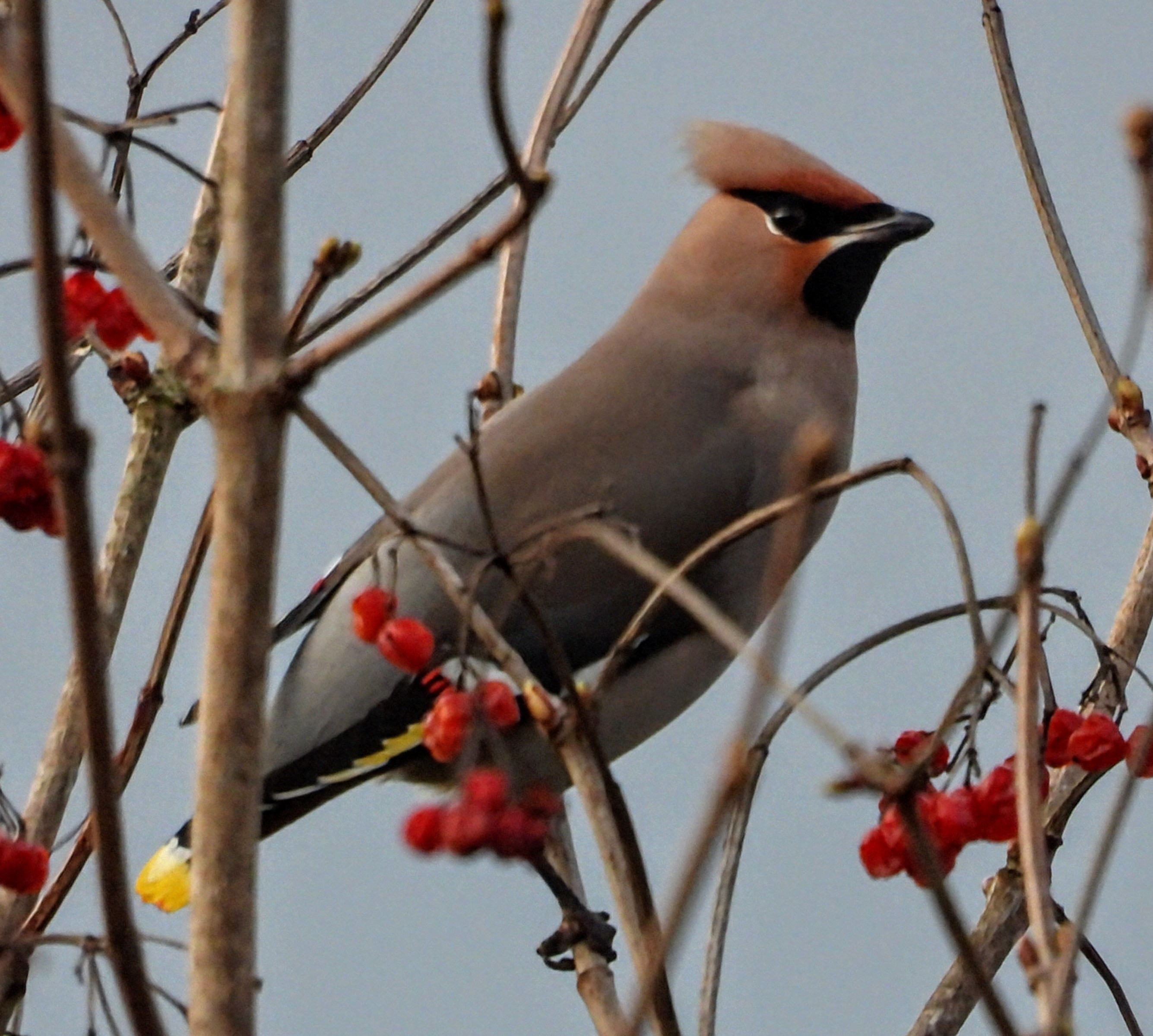 Waxwing