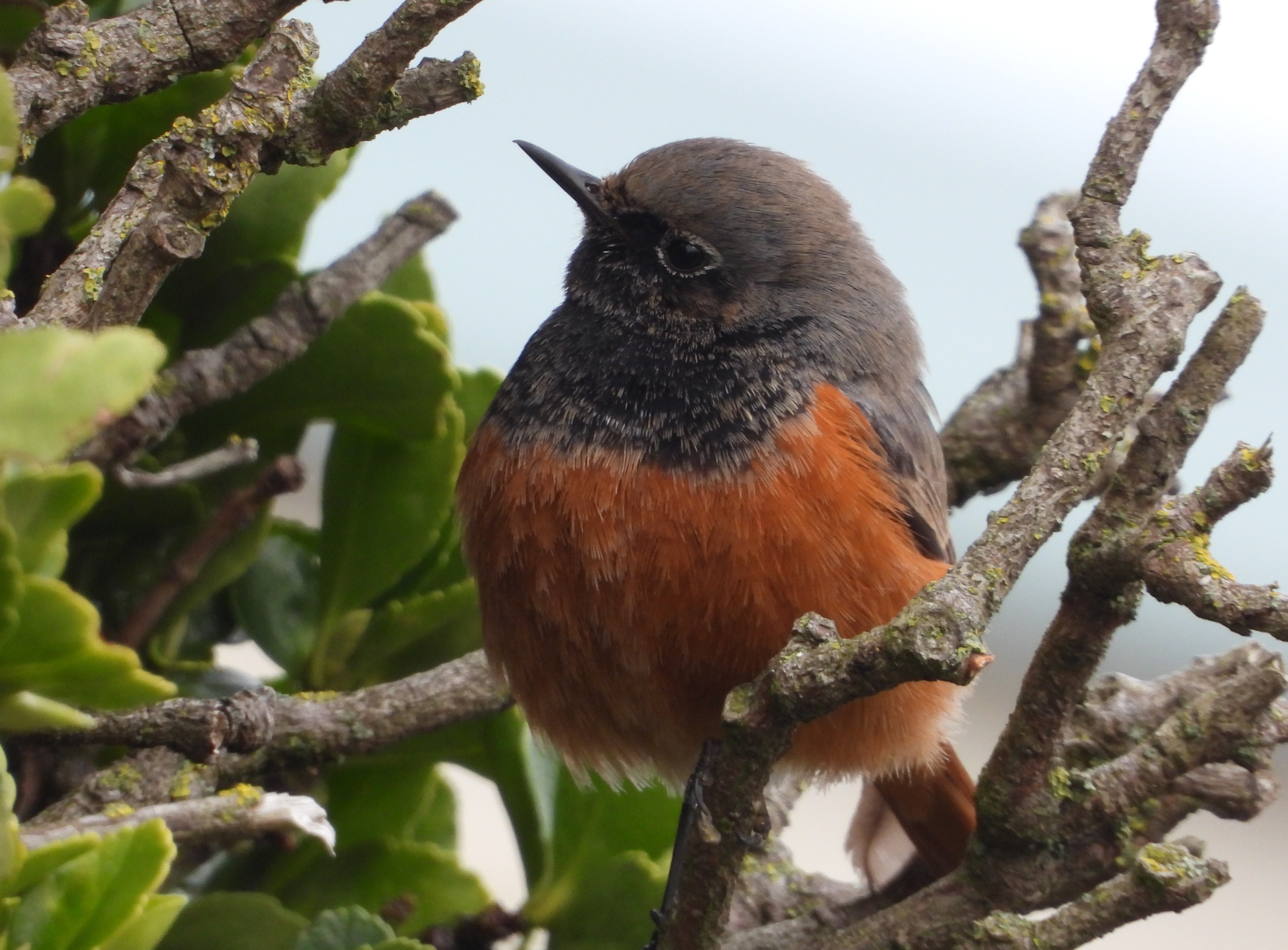 Eastern Black Redstart