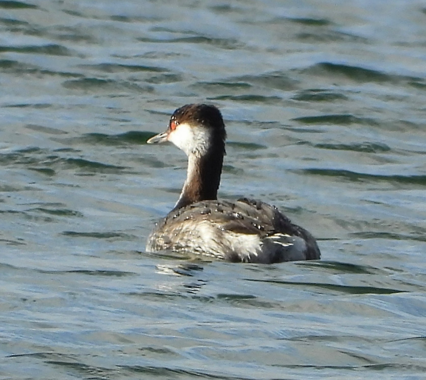 Slavonian Grebe