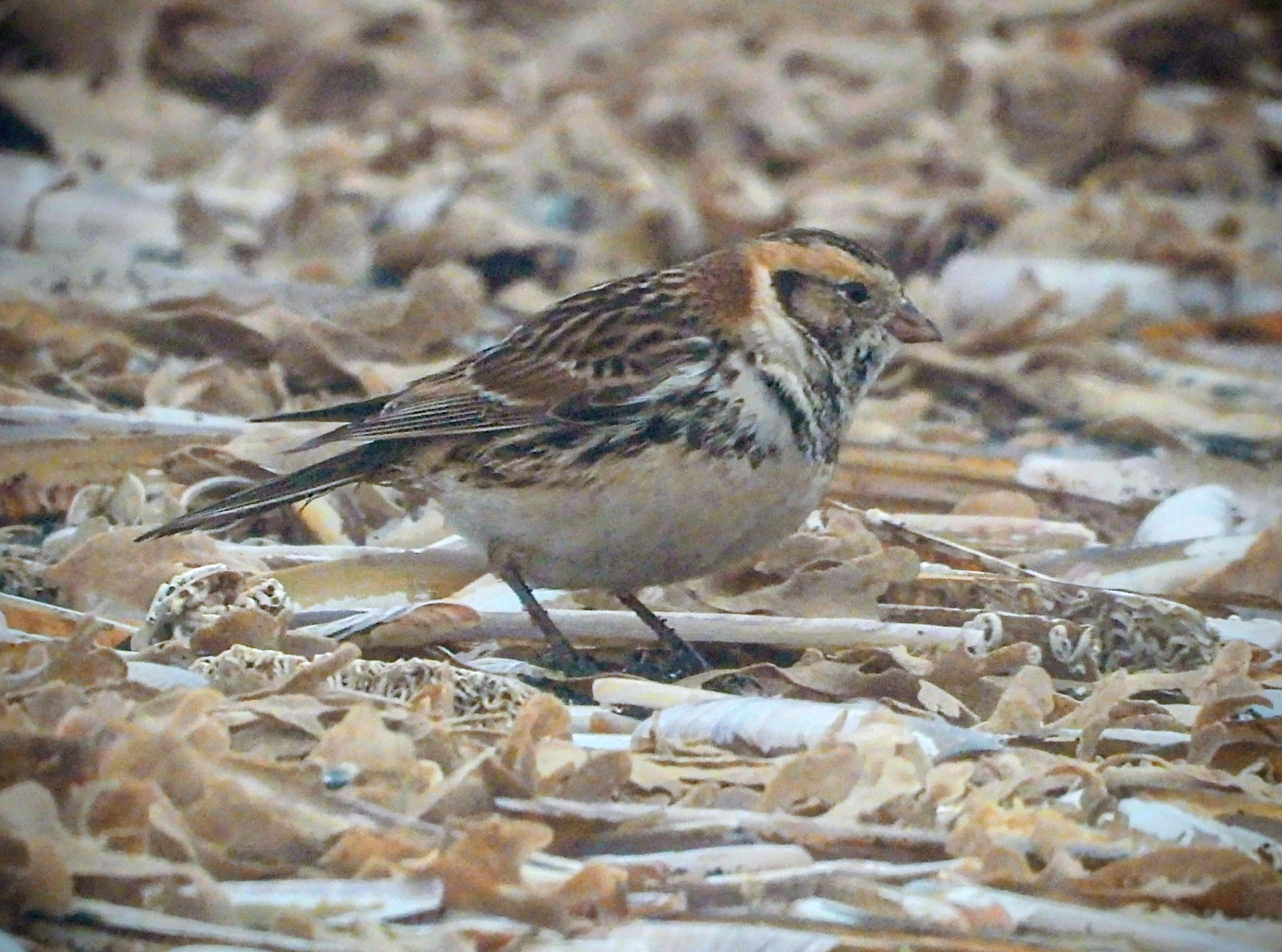 Lapland Bunting