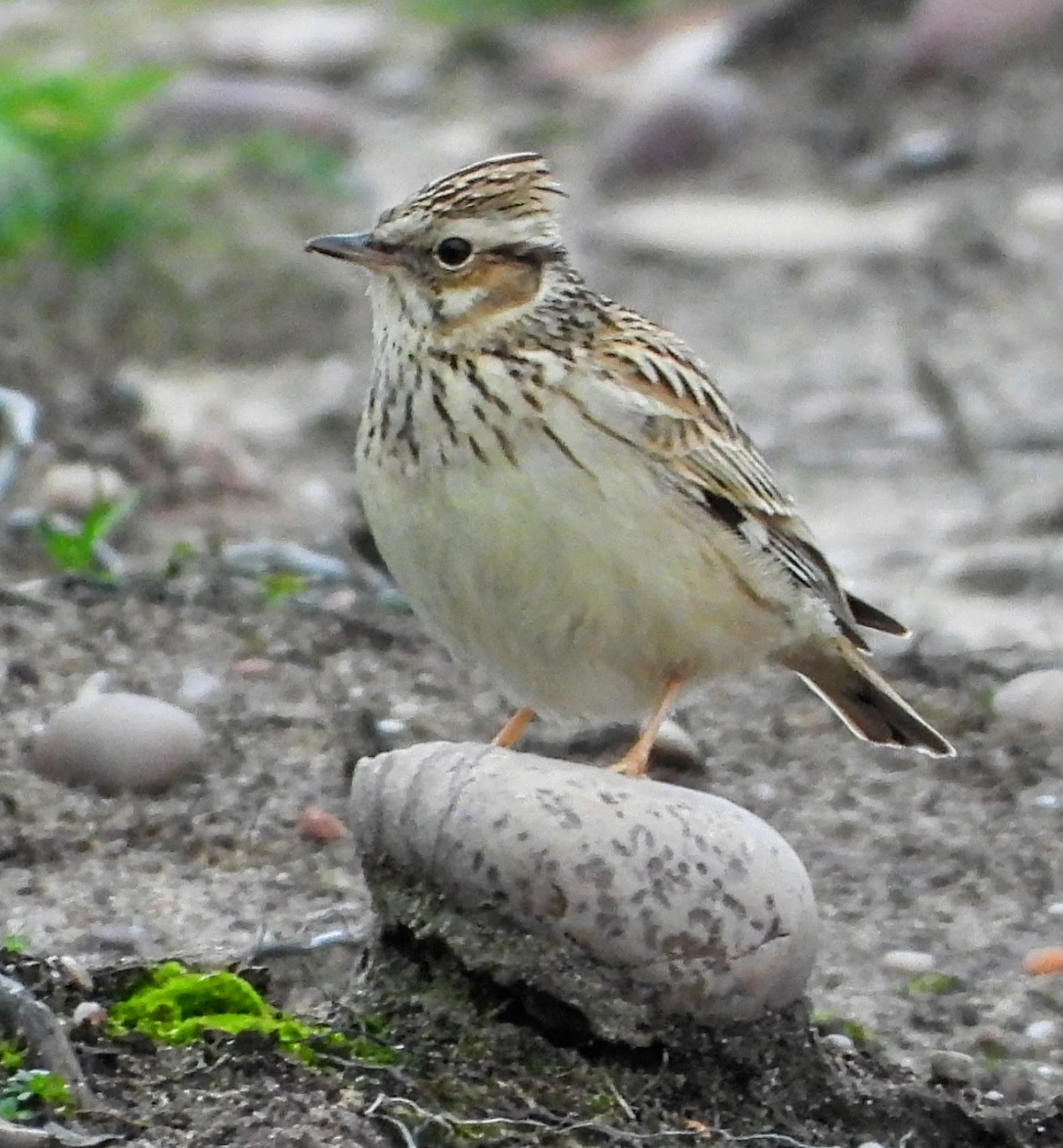 Woodlark