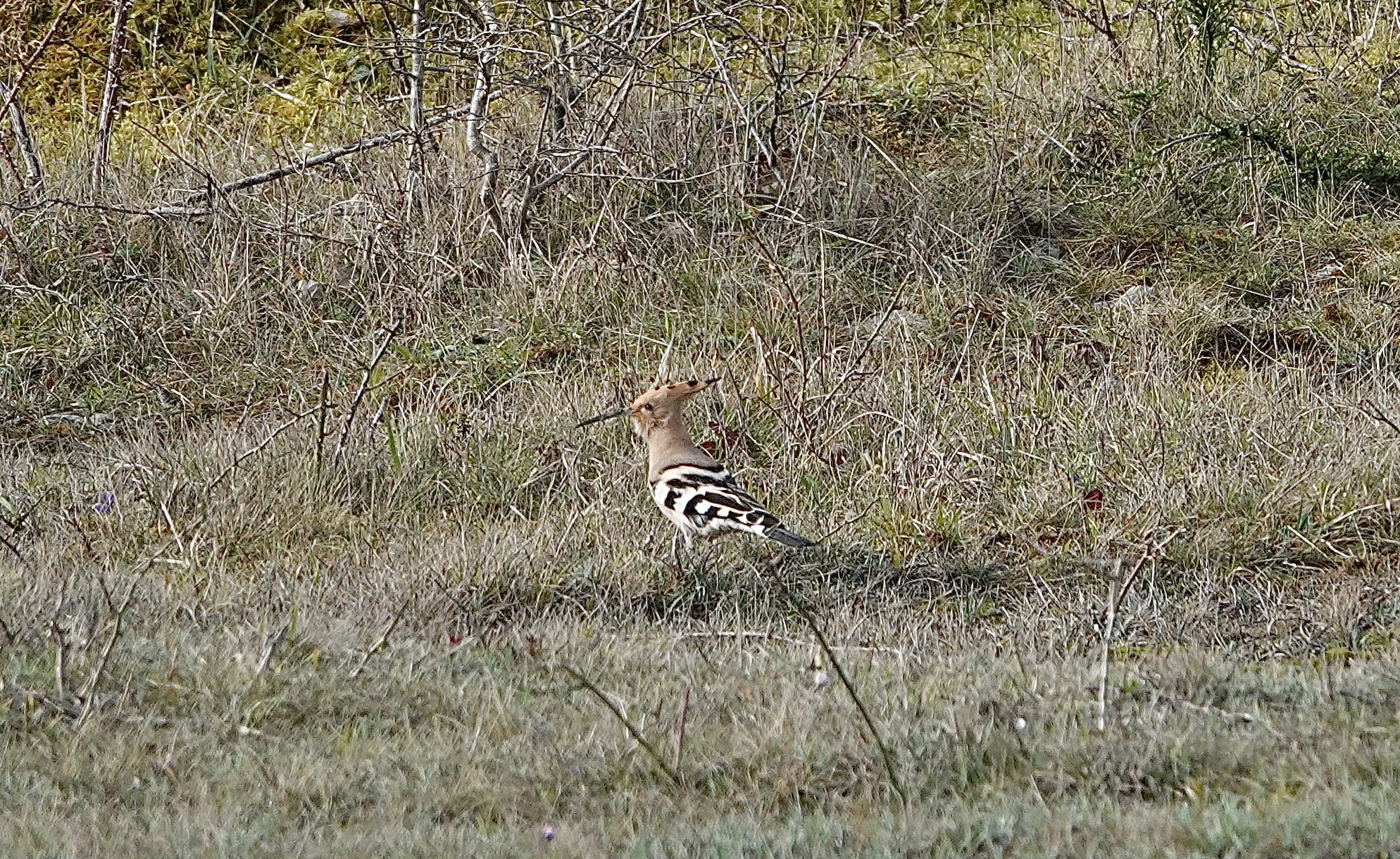 Hoopoe