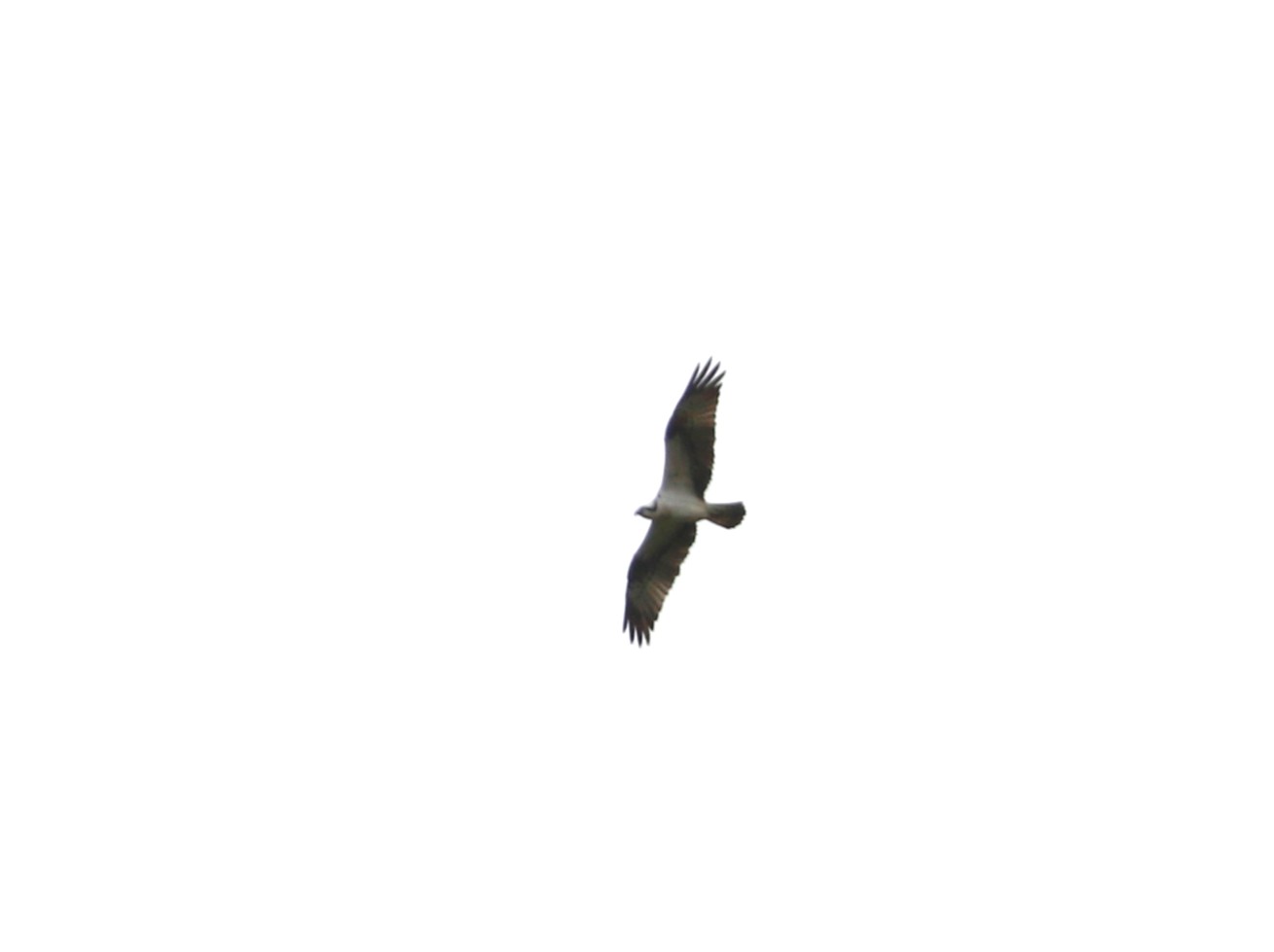 Osprey
