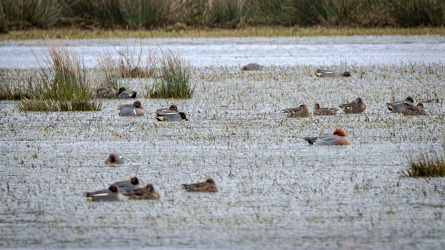 Green-winged Teal