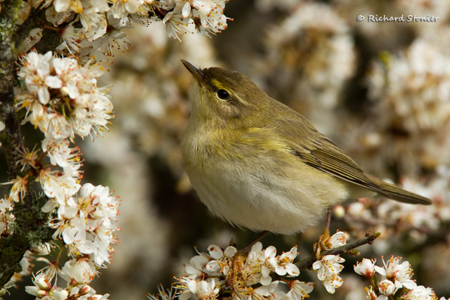 Willow Warbler