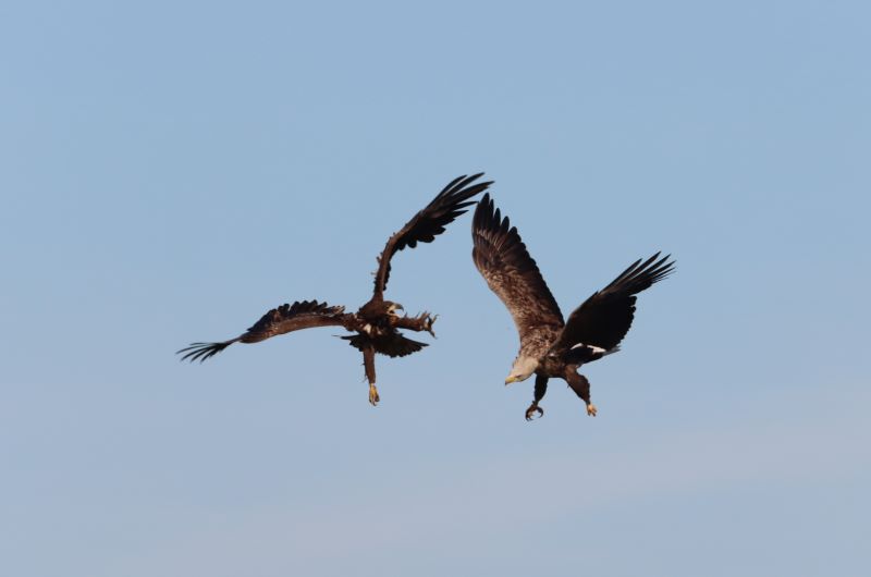 White tailed Eagles