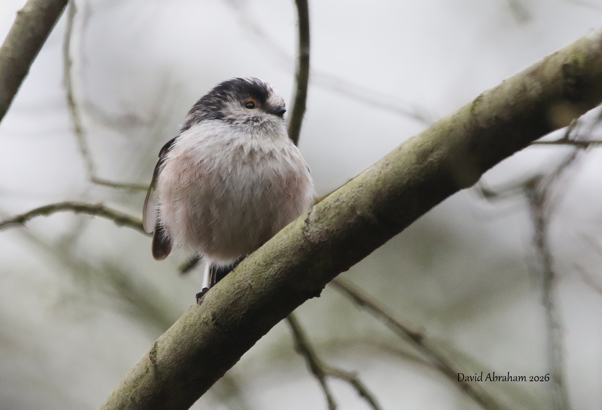 Long-tailed Tit 