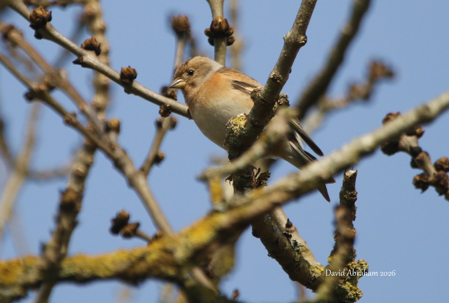 Brambling 