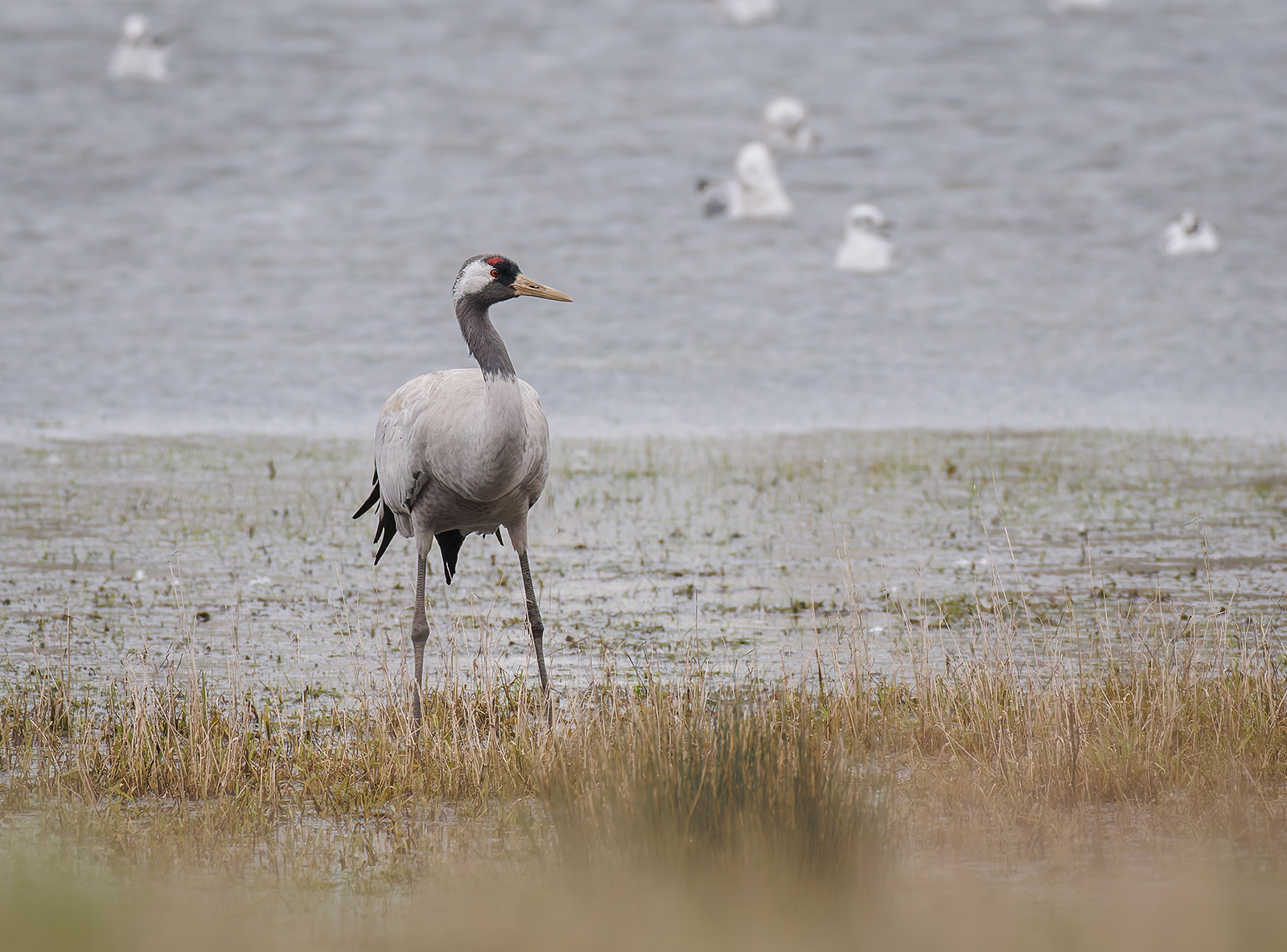 Common Crane