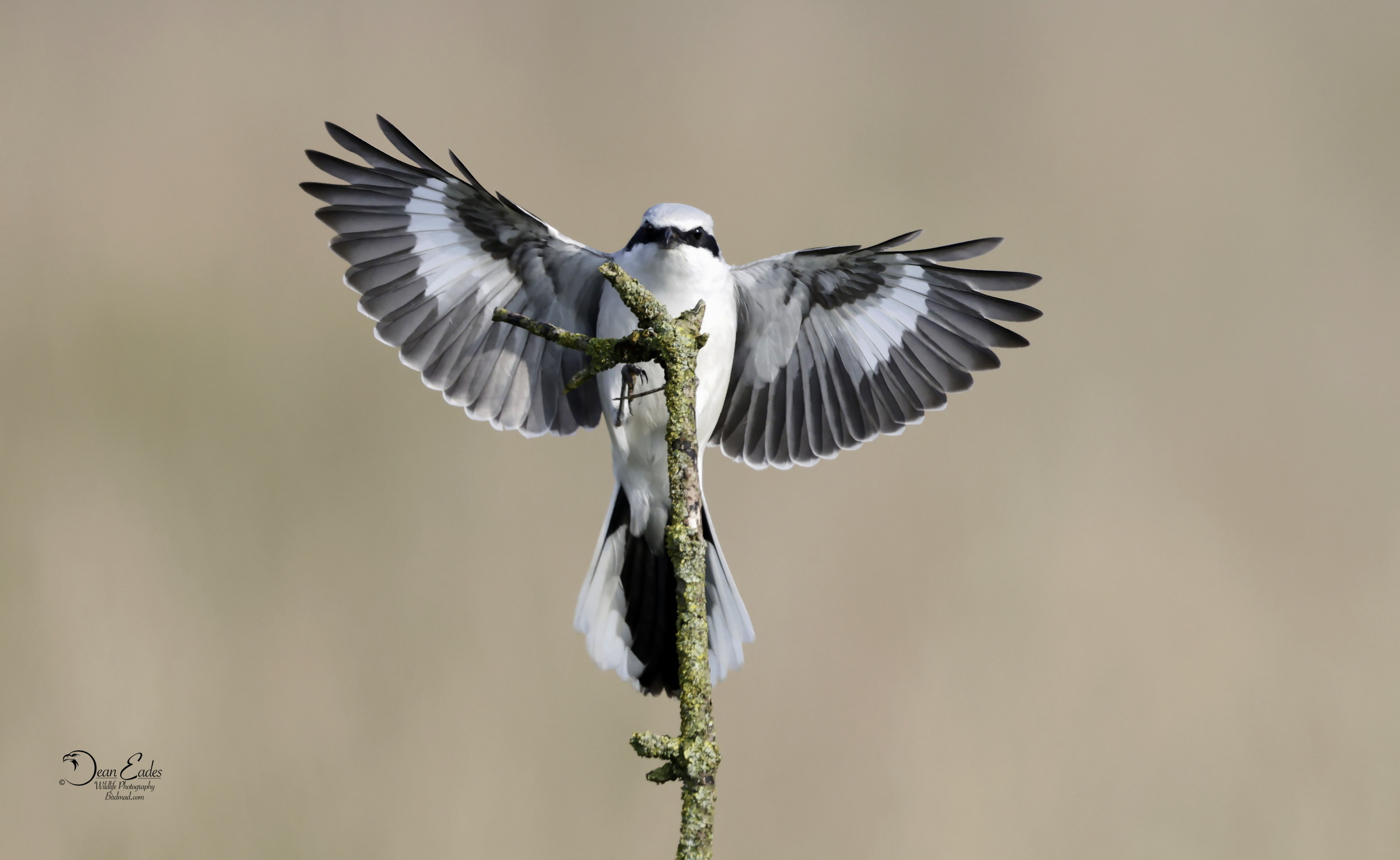 Common Great Grey Shrike