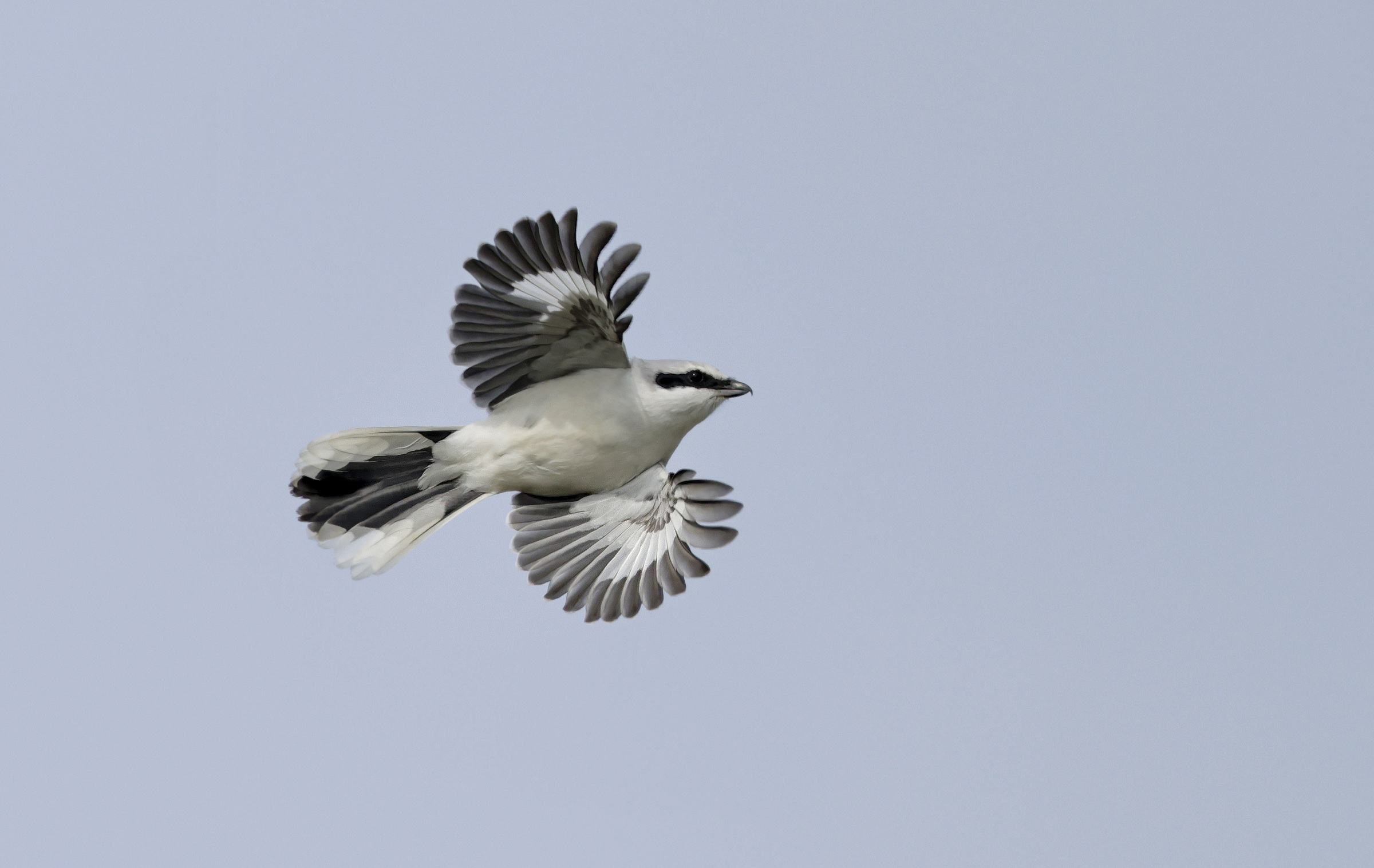 Great Grey Shrike
