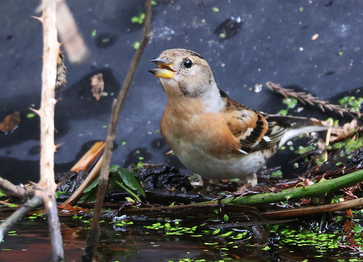 Brambling