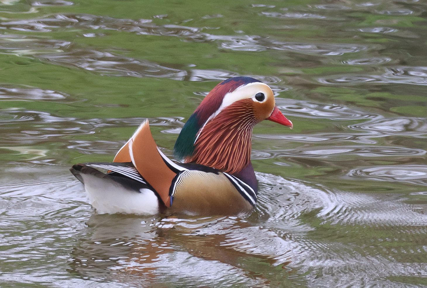 Mandarin Duck