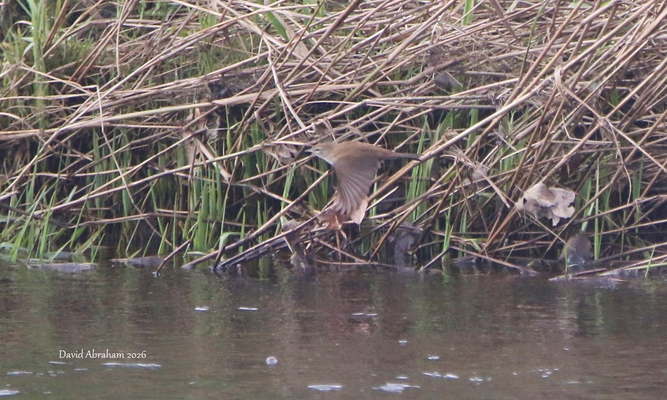 Cetti's Warbler