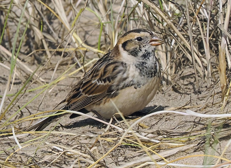 Lapland Bunting