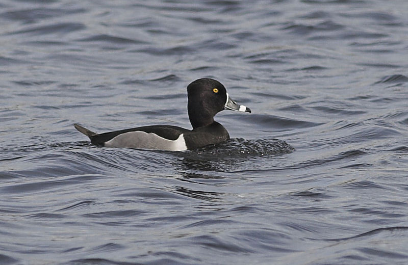 Ring-necked Duck