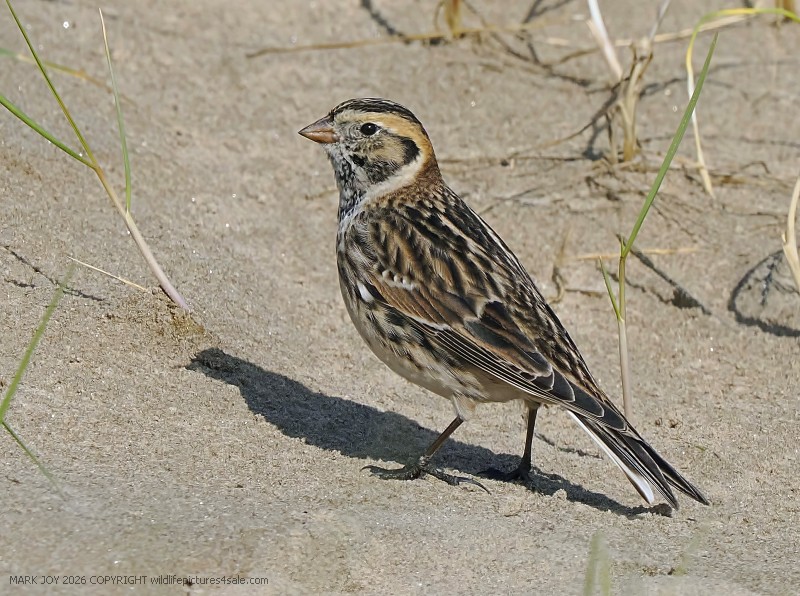 Lapland Bunting