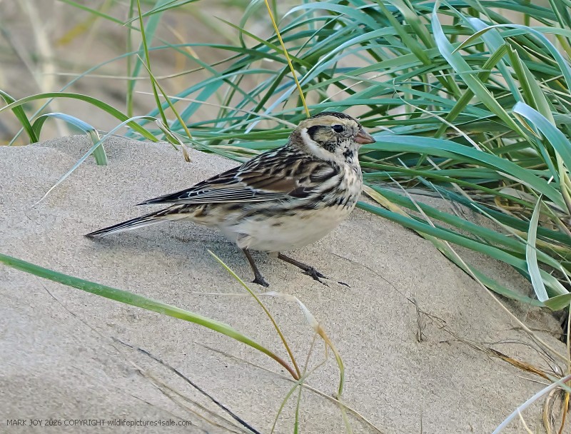 Lapland Bunting