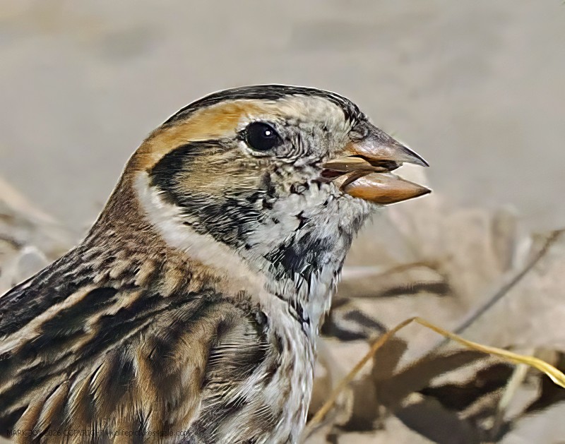 Lapland Bunting
