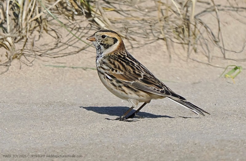 Lapland Bunting