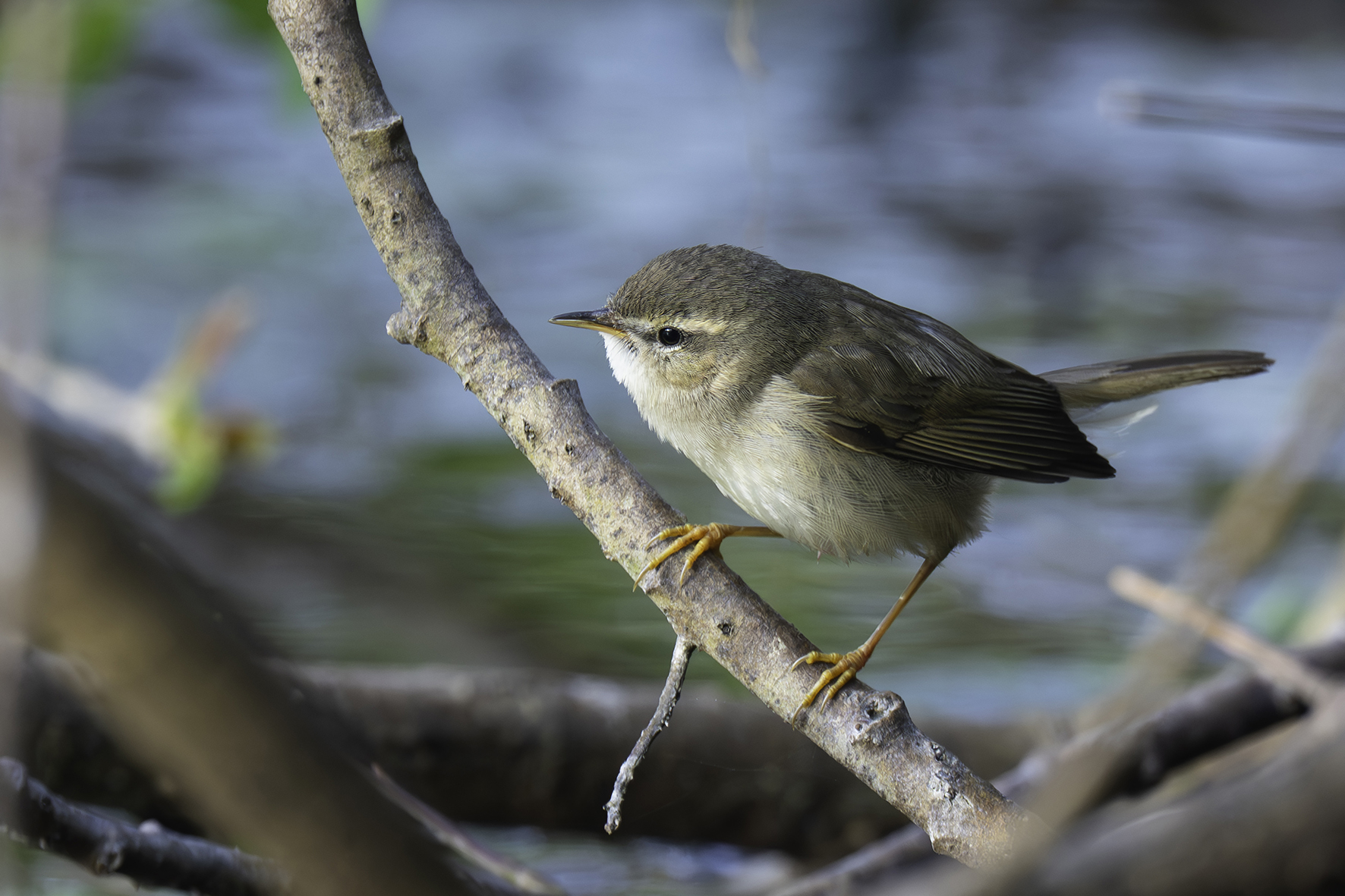 Dusky Warbler