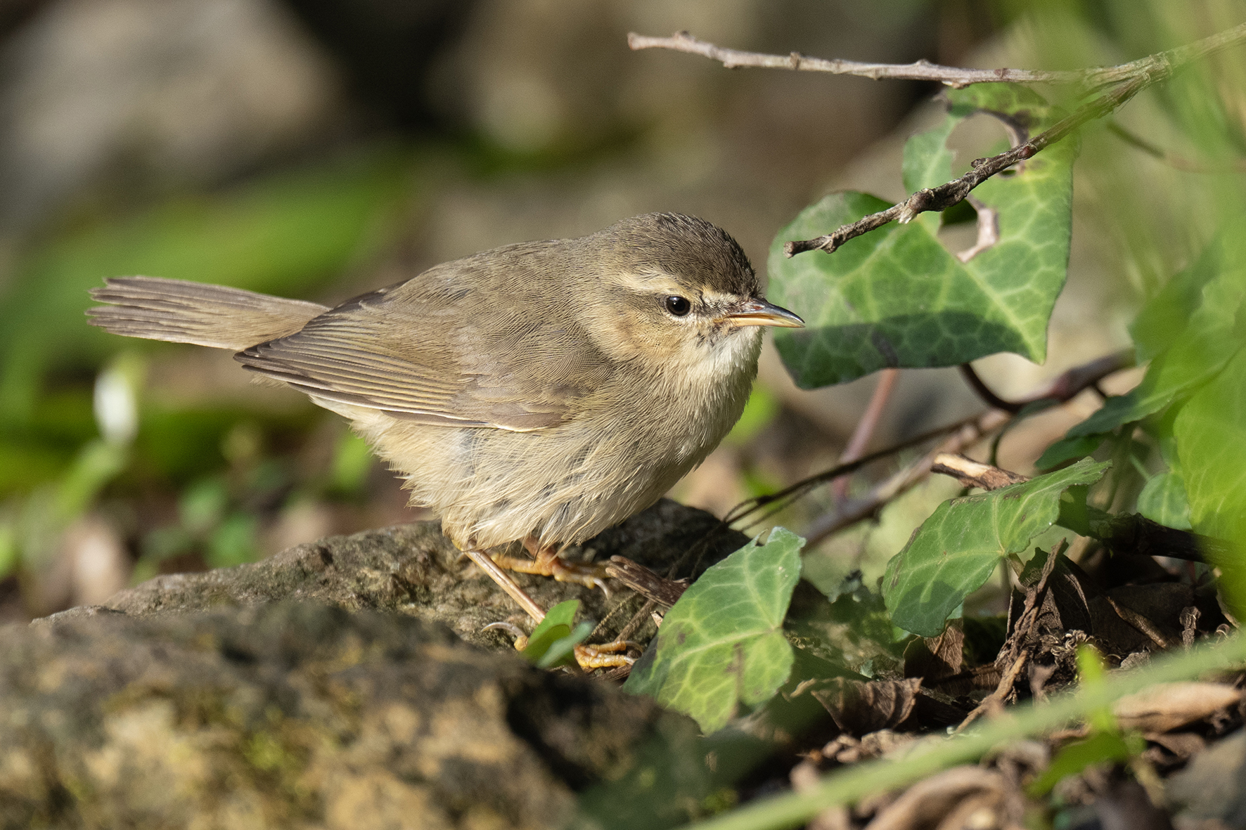 Dusky Warbler